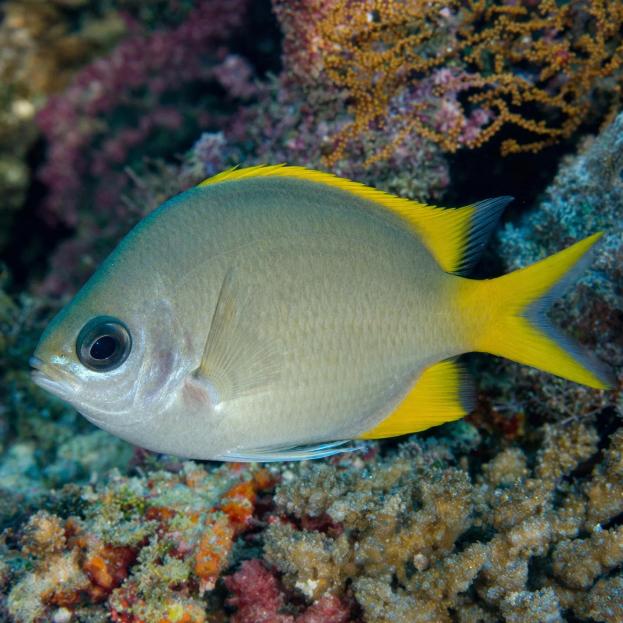 Yellow Chromis - Chromis analis - Image 3