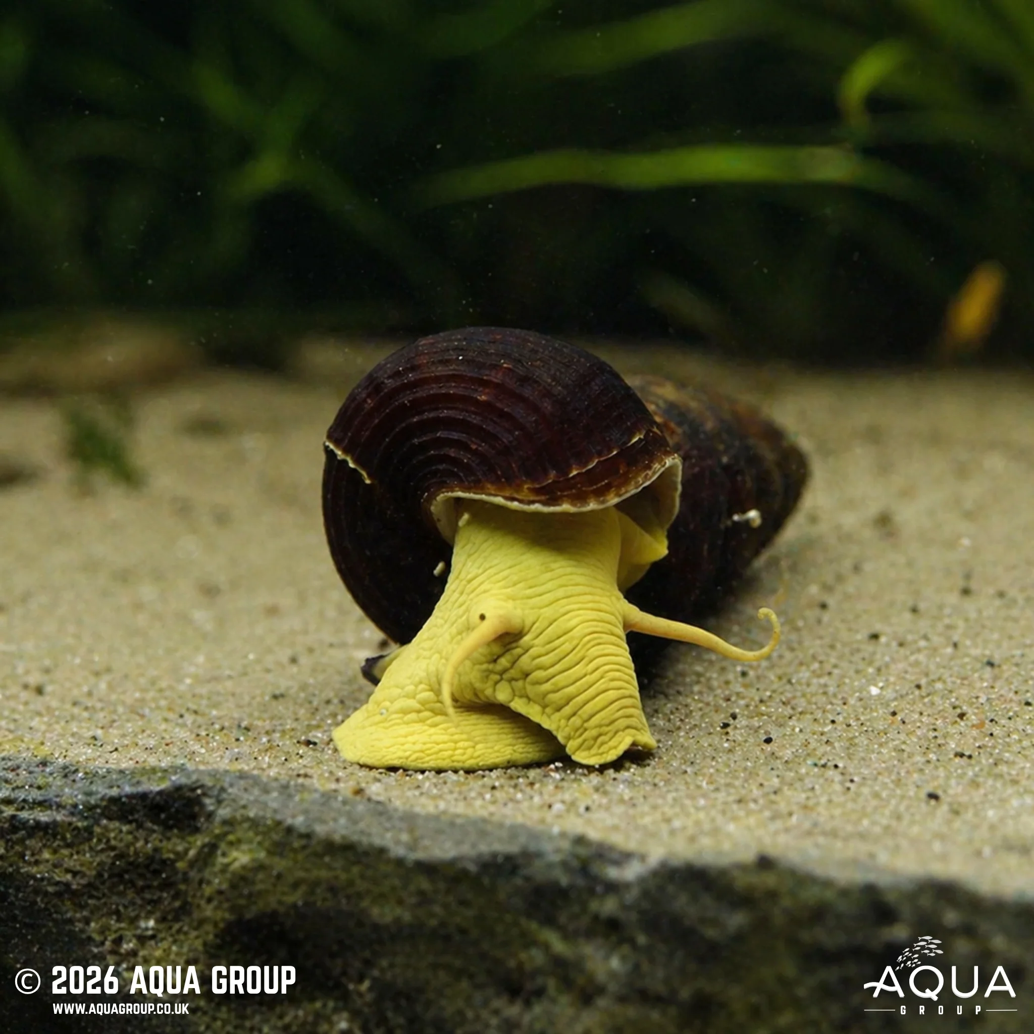 Yellow Poso Rabbit Snail - Tylomelania sarasinorum