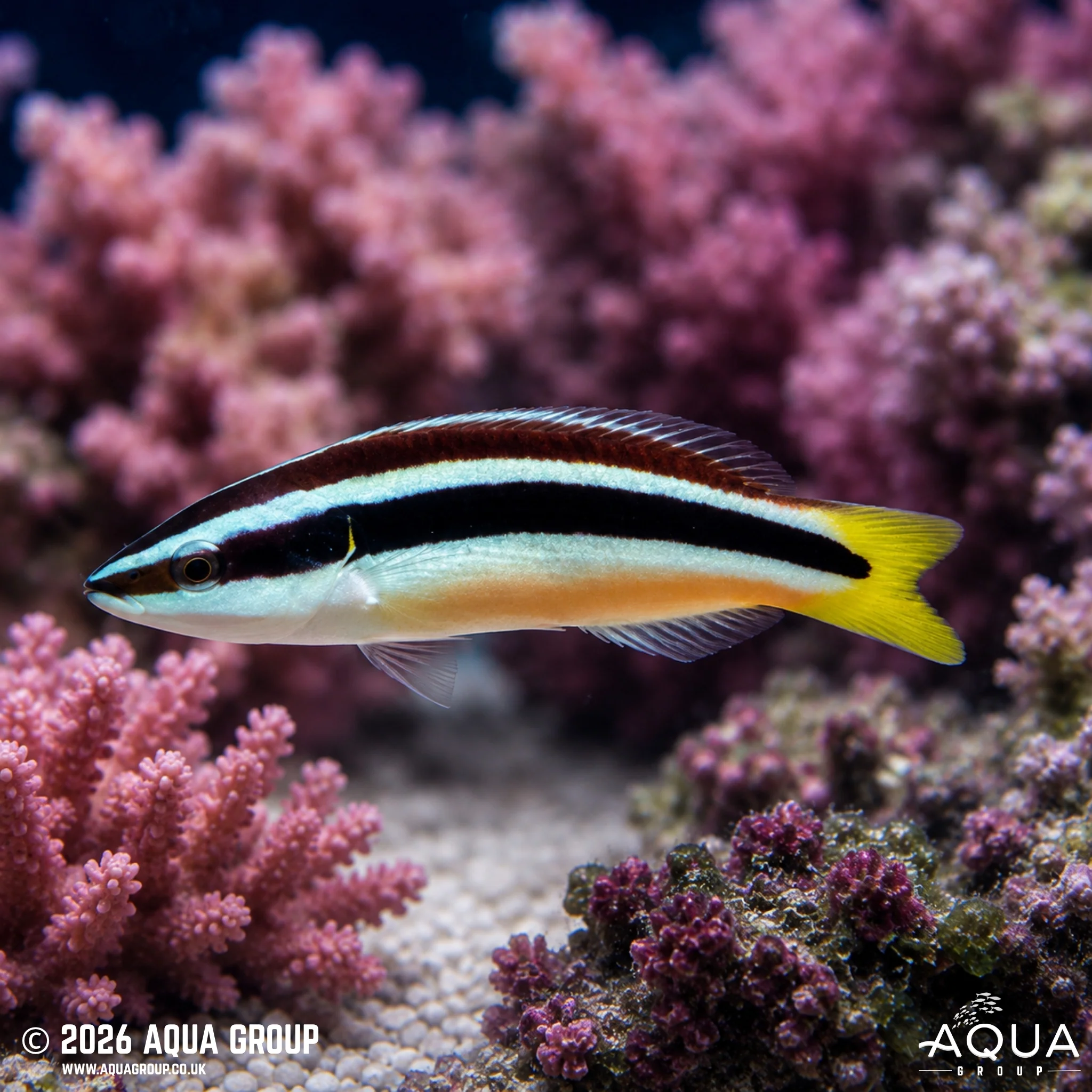 Yellowtail Tubelip Wrasse - Diproctacanthus Xanthurus